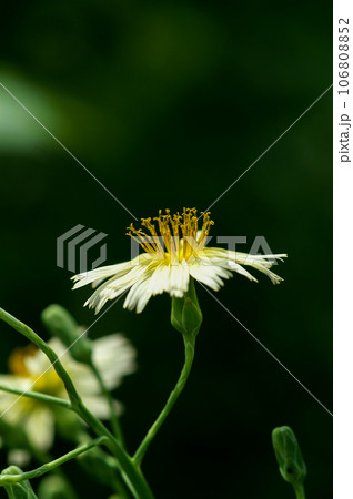 信濃川・やすらぎ堤の秋の野芥子 106808852