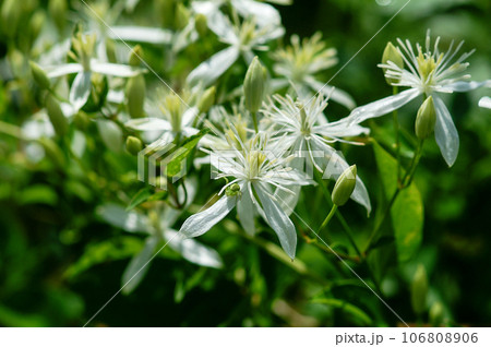 信濃川・やすらぎ堤の仙人草(せんにんそう) 信濃川・やすらぎ堤の仙人草(せんにんそう) 106808906