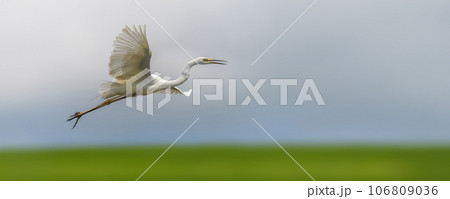 White heron, Great Egret, fly on the sky background. Water bird in the nature habitat 106809036