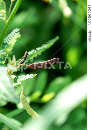 信濃川・やすらぎ堤の草合歓(くさねむ)の実 信濃川・やすらぎ堤の草合歓(くさねむ)の実 106809045