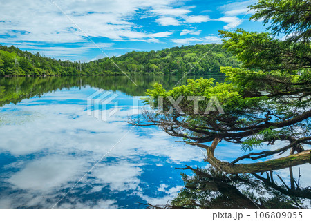 白駒の池【夏】 106809055