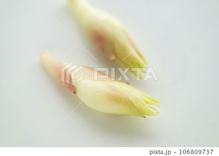 新鮮なみょうが 新鮮なみょうが 106809737