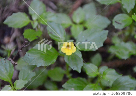 山地の湿地に生えていた黄色の花が綺麗なミゾホオズキ 山地の湿地に生えていた黄色の花が綺麗なミゾホオズキ 106809786