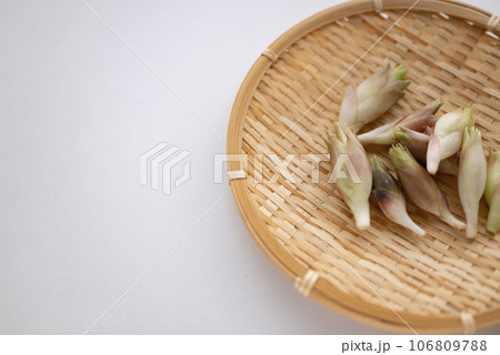 ザルに入ったミョウガ 106809788