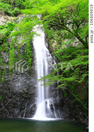 【大阪府】新緑の箕面大滝 106809819