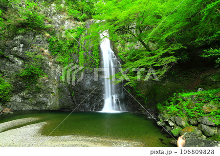 【大阪府】新緑の箕面大滝 106809828