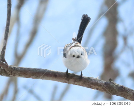 シマエナガ 106809849