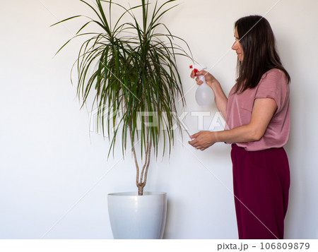 Woman hand wiping dust off green leaves of Dracaena Marginata 106809879