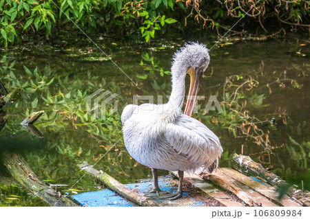 One pelican stands on the shore of the pond at the zoo. Green water in the pond. Close-up One pelican stands on the shore of the pond at the zoo. Green water in the pond. Close-up 106809984