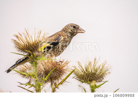 European goldfinch with juvenile plumage, feeding on the seeds of thistles. Carduelis carduelis. 106809988