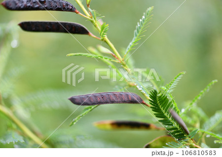 カワラケツメイ（河原決明）の果実 106810583