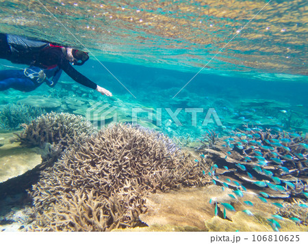 八重干瀬のサンゴ礁をシュノーケルで愛でる 106810625