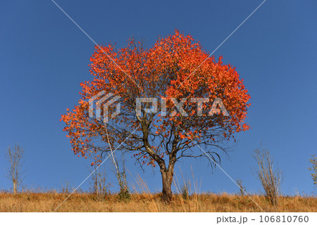Single oak tree in the autumn with vibrant orange leaves 106810760