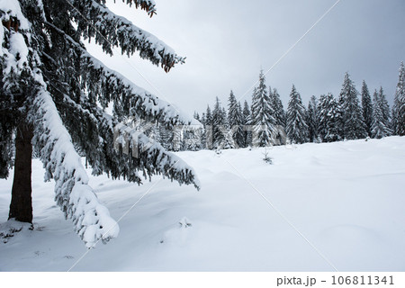 Winter fir trees in the mountains covered with snow 106811341