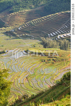 Terraced rice field in Northern Vietnam Terraced rice field in Northern Vietnam 106811616