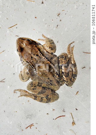 Frog trapped in ice 106811741