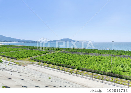 岩手県陸前高田市　津波被害からの再生を目指し植林された高田松原 106811758