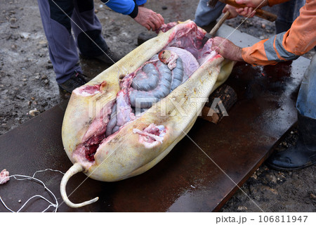 Slaughterman cutting off the chitterlings of a pig 106811947