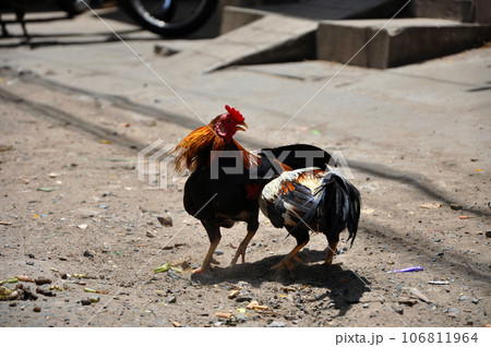Cock fighting in Vietnam 106811964