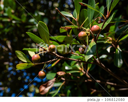 晩夏に熟れ始めた若いモッコクの実 106812080