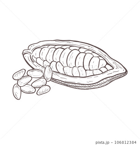 Vector illustration set of opened raw unpeeled cocoa bean pod and detached seeds. Black scillfull outline of cacao fruit, graphic drawing. For postcard, prints, menu, stamp,logo, textile, encyclopedia Vector illustration set of opened raw unpeeled cocoa bean pod and detached seeds. Black scillfull outline of cacao fruit, graphic drawing. For postcard, prints, menu, stamp,logo, textile, encyclopedia 106812384