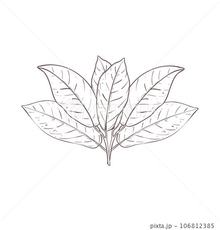 Vector illustration set of cocoa leaves. Black outline of cacao branch, graphic drawing. For postcards, compositions decoration prints poster stickers menu stamp banners textile, encyclopedias 106812385