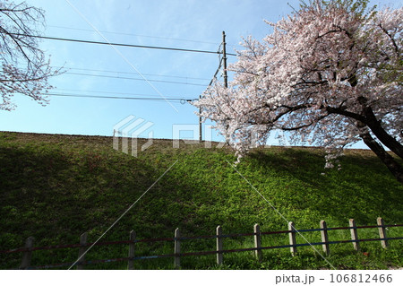 鉄道線路沿いの桜　 106812466