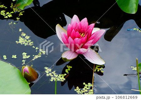 北海道　十勝ヒルズ 106812669