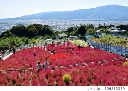 松田町 まつだコキアの里(西平畑公園)のコキアと眺望 松田町 まつだコキアの里(西平畑公園)のコキアと眺望 106813229