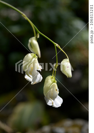 ウトリクラリア・アルピナ 106813281