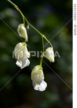 ウトリクラリア・アルピナ 106813282