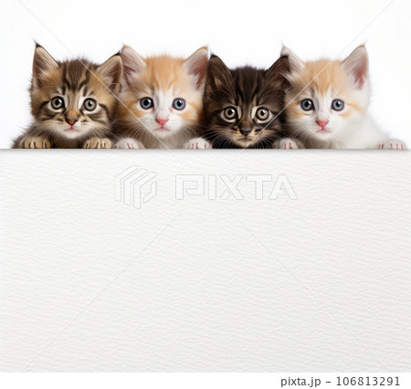 Kitten head with paws up peeking over blank white sign placard, Pet kitten curiously peeking behind white background, Tabby baby cat showing placard template,Long web banner with copy space Kitten head with paws up peeking over blank white sign placard, Pet kitten curiously peeking behind white background, Tabby baby cat showing placard template,Long web banner with copy space 106813291