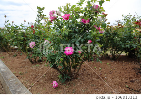 荒尾市 おもやい市民花壇 バラの花、 荒尾市 おもやい市民花壇 バラの花、 106813313