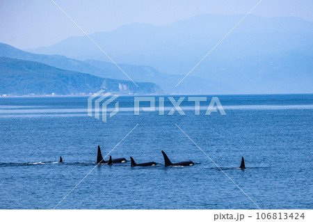 羅臼のシャチクルーズ 106813424