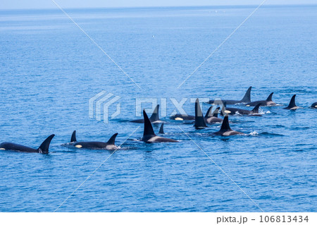 羅臼のシャチクルーズ 羅臼のシャチクルーズ 106813434
