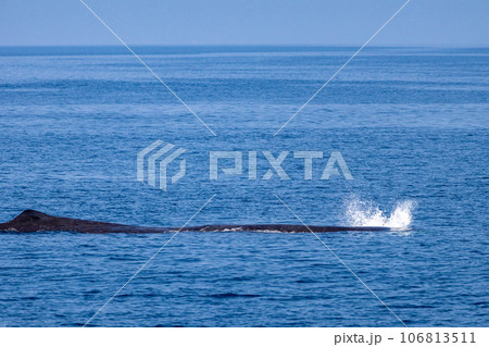 ホエールウォッチングでマッコウクジラを見る ホエールウォッチングでマッコウクジラを見る 106813511