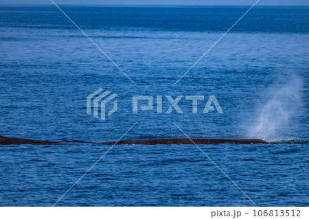 ホエールウォッチングでマッコウクジラを見る ホエールウォッチングでマッコウクジラを見る 106813512