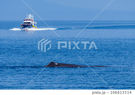 ホエールウォッチングでマッコウクジラを見る ホエールウォッチングでマッコウクジラを見る 106813514
