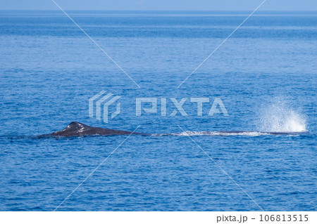 ホエールウォッチングでマッコウクジラを見る 106813515