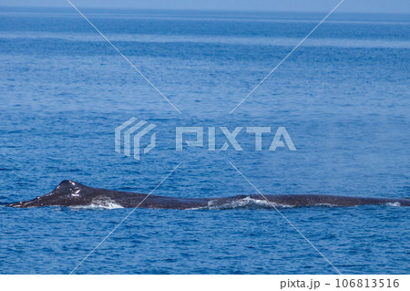 ホエールウォッチングでマッコウクジラを見る 106813516