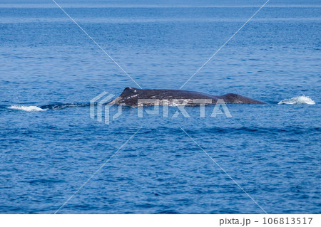 ホエールウォッチングでマッコウクジラを見る ホエールウォッチングでマッコウクジラを見る 106813517