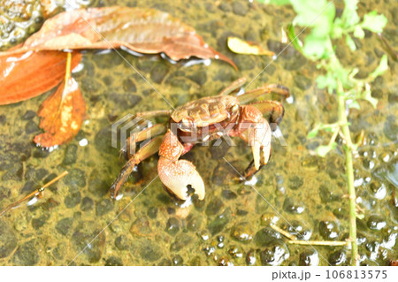 水面にいたカニ 106813575