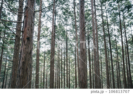 ヒノキの森 ヒノキの森 106813707