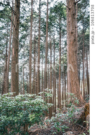 ヒノキの森 106813708