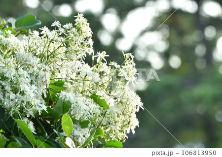 満開の仙人草 106813950