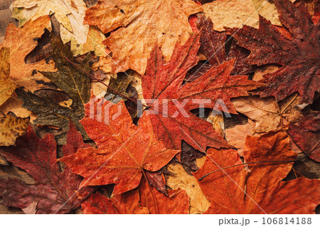 Background of autumn dry maple leaves close up 106814188