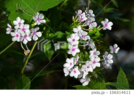 オイランソウ(花魁草) オイランソウ(花魁草) 106814611