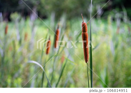 茶色いガマの穂 茶色いガマの穂 106814951