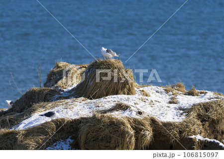 海辺の断崖に佇むセグロカモメ 106815097