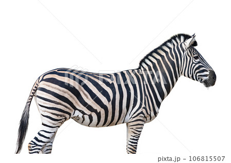 beautiful and clean zebra standing in profile isolated on white background 106815507